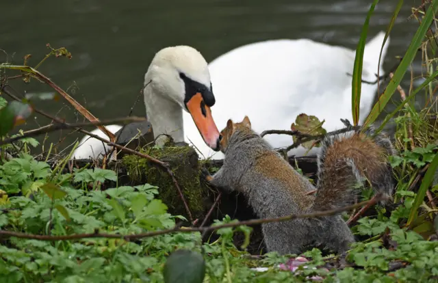 swan kissing squirrel