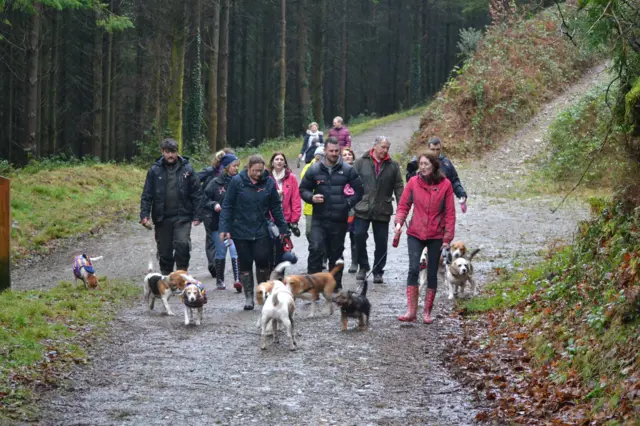 Beagles in Cardinham Woods