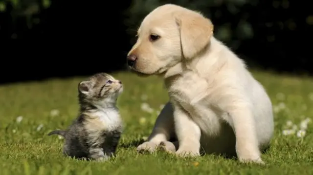 Puppy and kitten