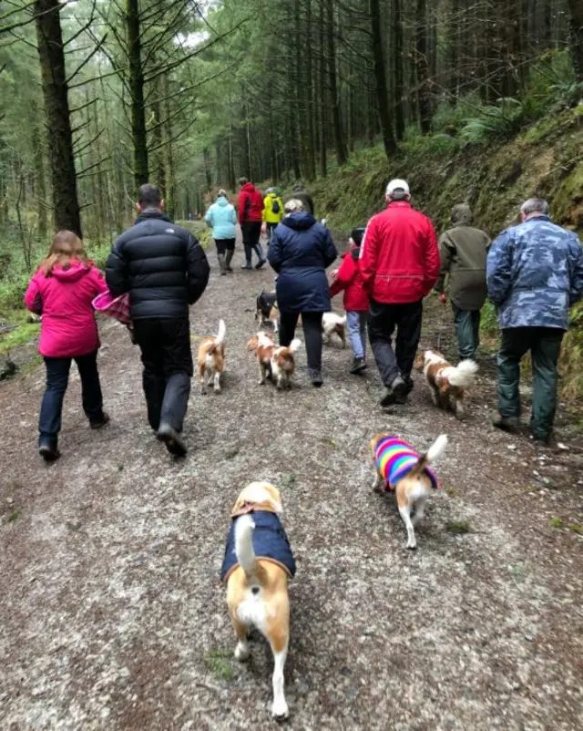 Beagles at Cardinham Woods