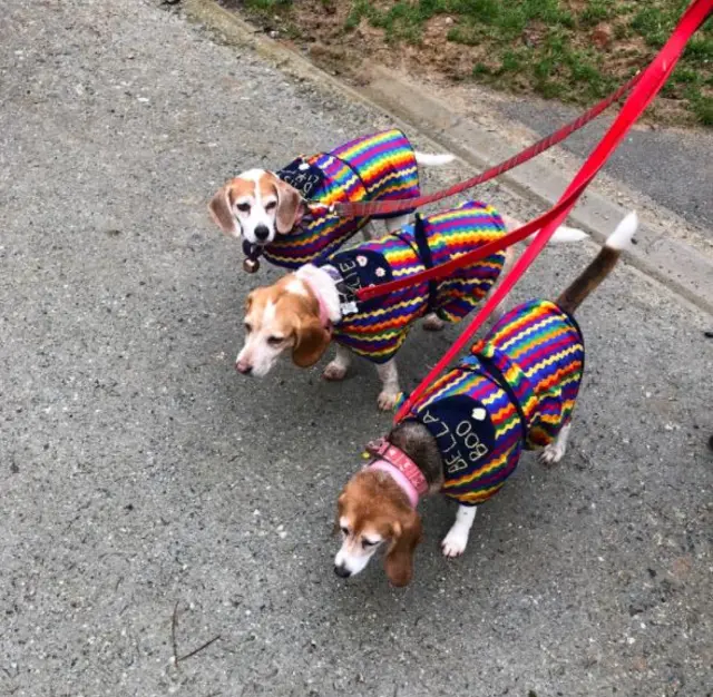 Beagles at Cardinham Woods