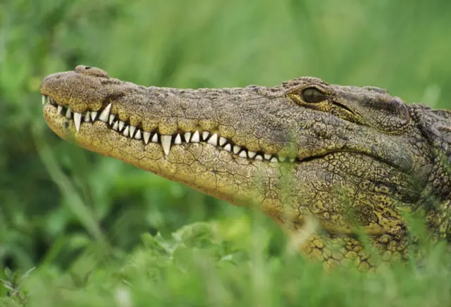 Nile crocodile, Crocodylus niloticus, Okavango Delta, Botswana