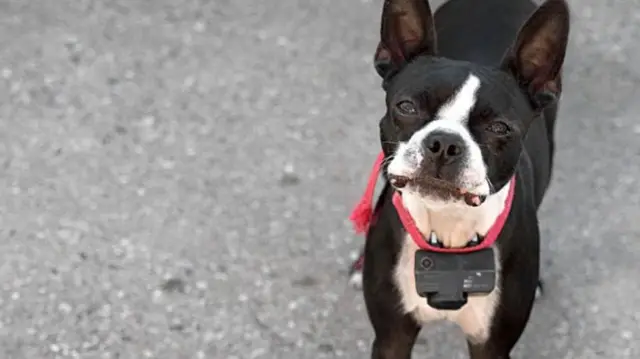 Dog with electric shock collar