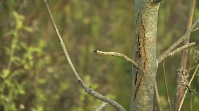 Ash dieback