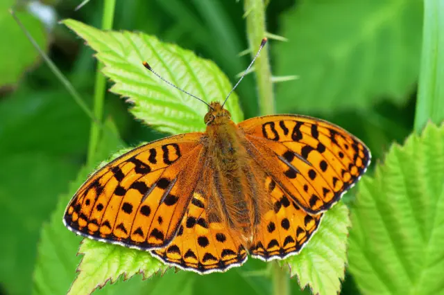 High brown fritillary butterfly