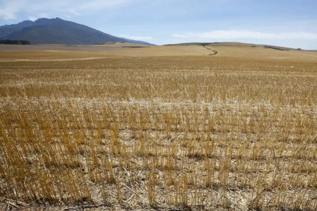 A dried out wheat field in the Overberg, South Africa