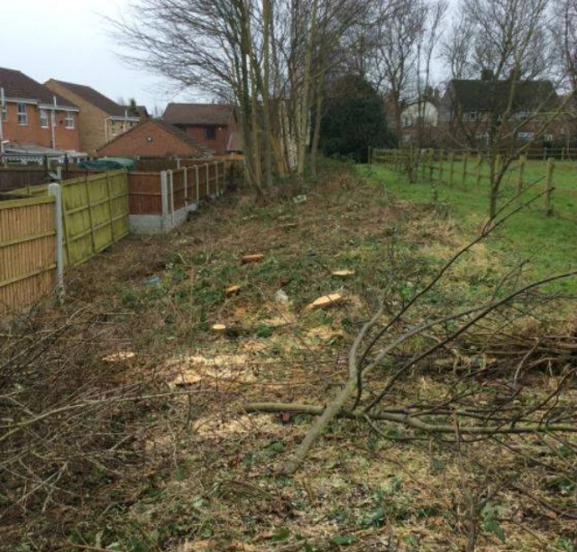 Damaged trees