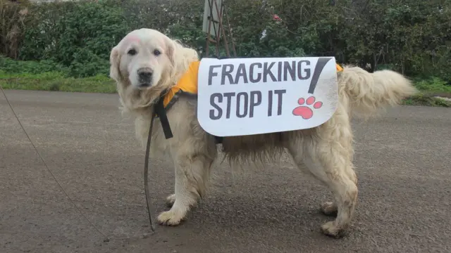 Dog with anti-fracking slogan