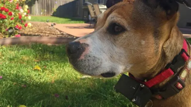 Dog wearing electric shock collar