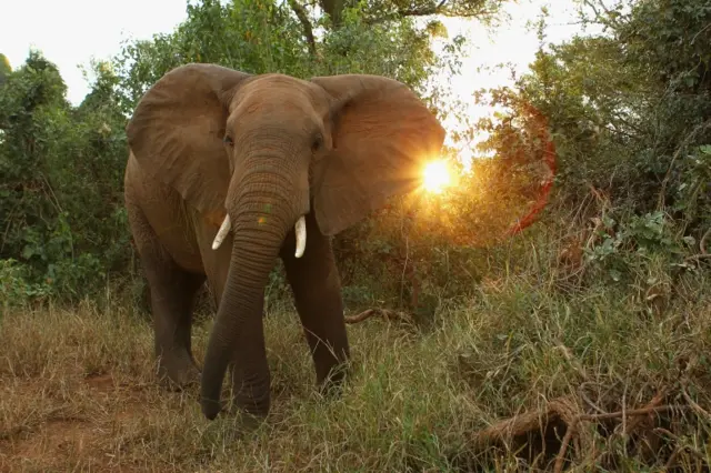 A young male elephant acts defensively at the Pafuri game reserve on July 21, 2010 in Kruger National Park, South Africa