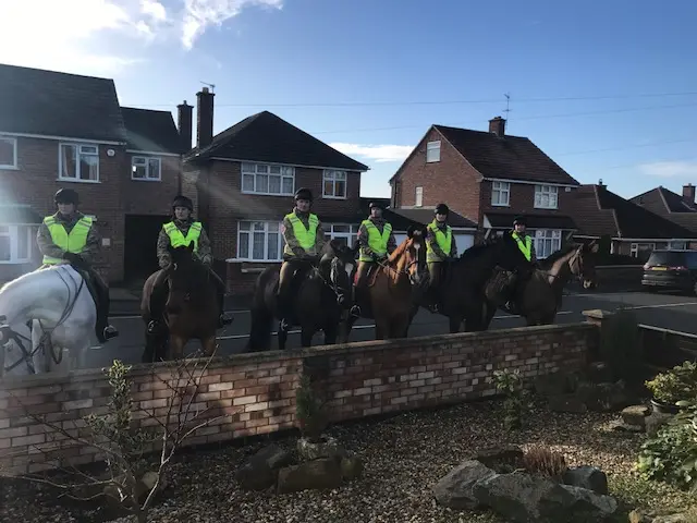 Horse serenade