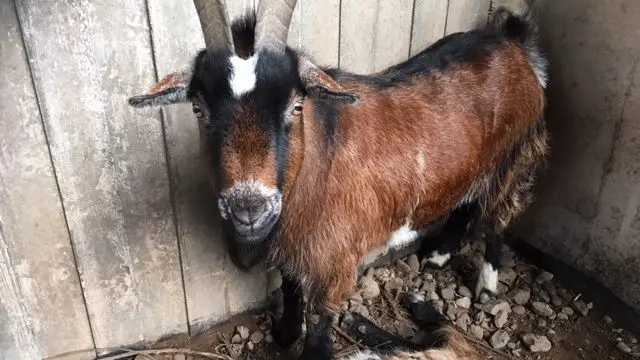 Sad goat