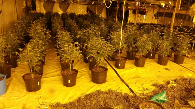 Some of the cannabis plants