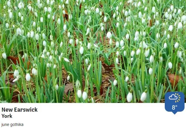 Snow drops