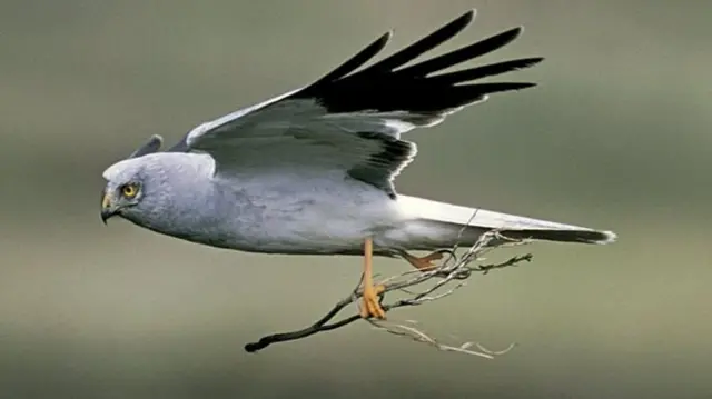 Hen harrier