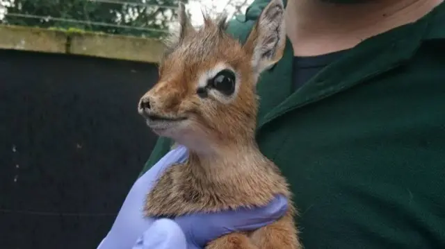 A Kirk's dik-dik