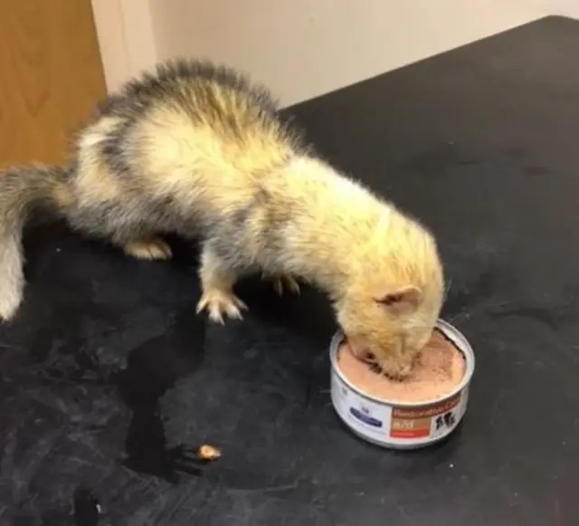 Ferret