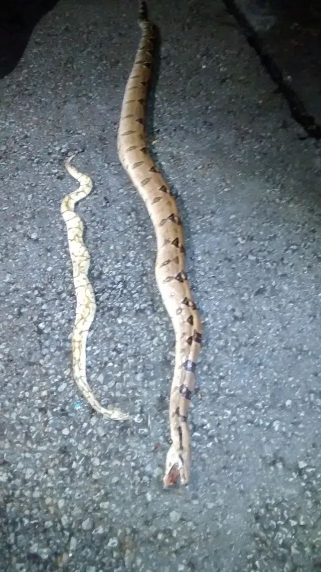 Two dead snakes