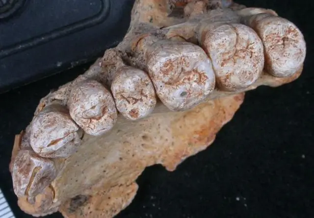 A close shot of the fossilised teeth at the heart of the discovery