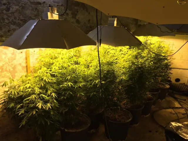 Cannabis plants growing under lights