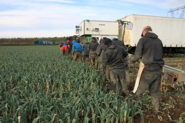 Workers in a field