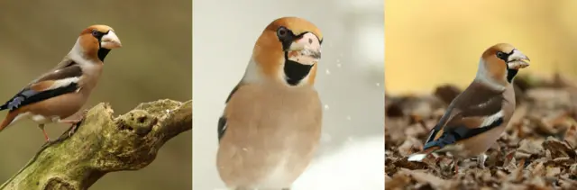 Hawfinch