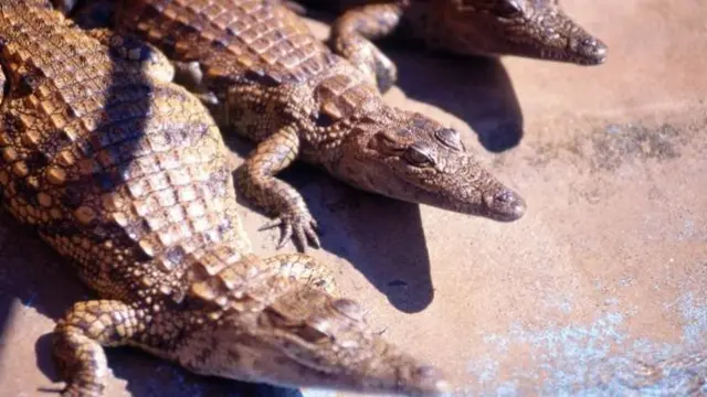 Crocodiles in Zimbabwe