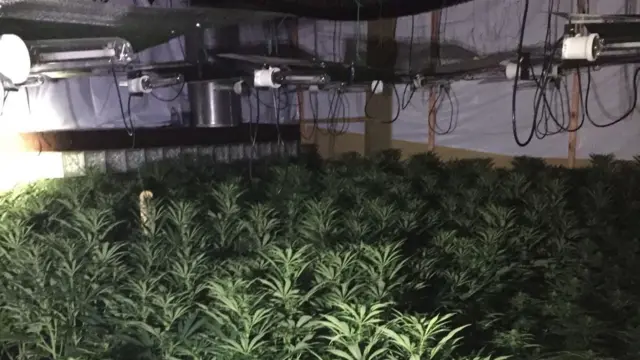 Some of the cannabis plants found at the site