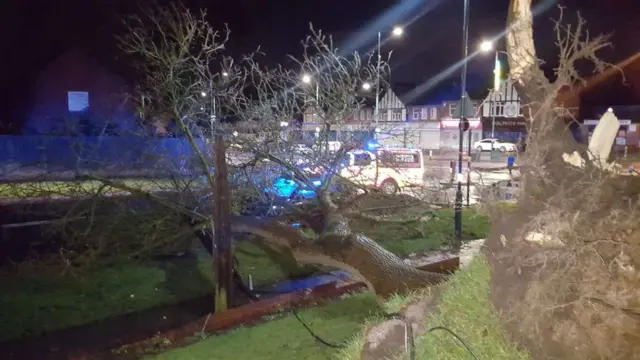 Fallen tree in Hay Mills