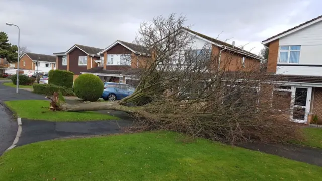 Tree down on Hartford Road, Bromsgrove