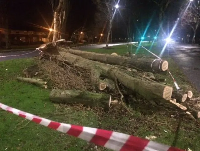 Trees down in Hull