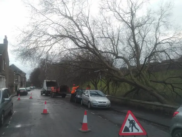 Fallen tree