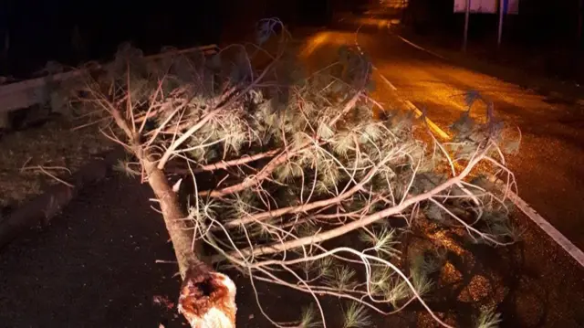 Tree down on Ombersley Way, Droitwich