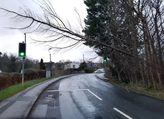 Fallen tree in Pannal