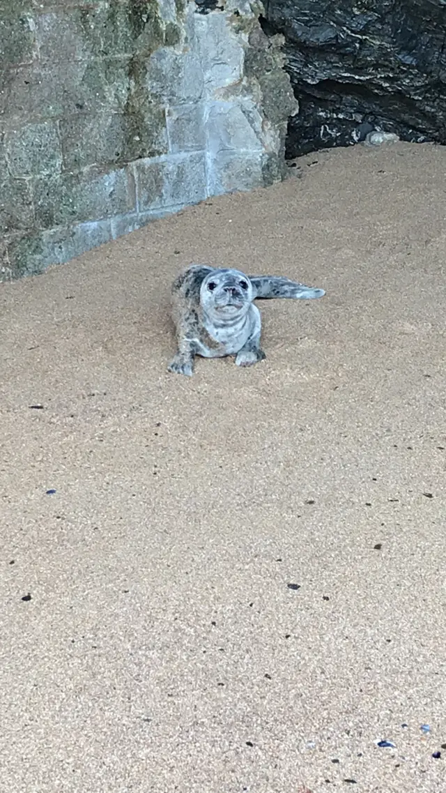 Seal pup