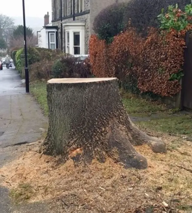 Tree stump