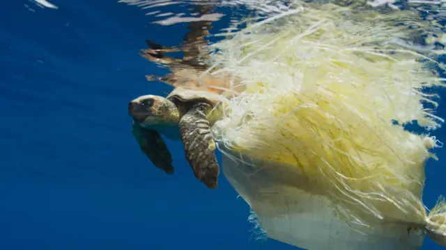 Turtle wrapped in plastic