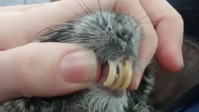 chinchilla with overgrown teeth