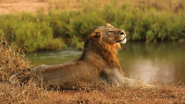 A lion relaxes on the banks of the Luvuvhu river at the Pafuri game reserve on July 21, 2010 in Kruger National Park, South Africa