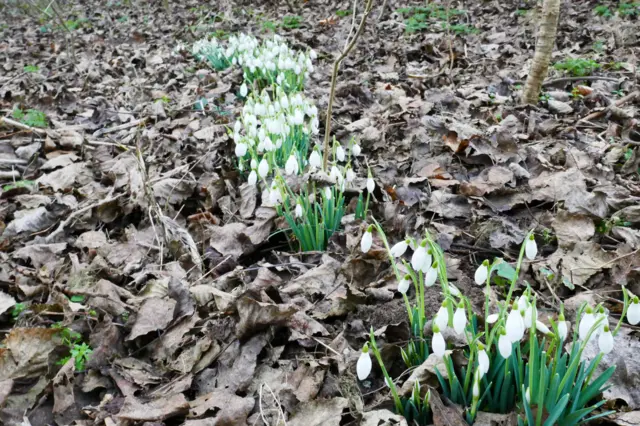 Snowdrops