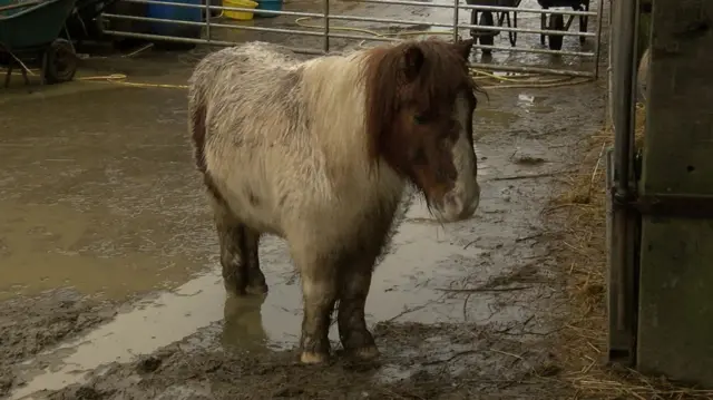 Soggy pony