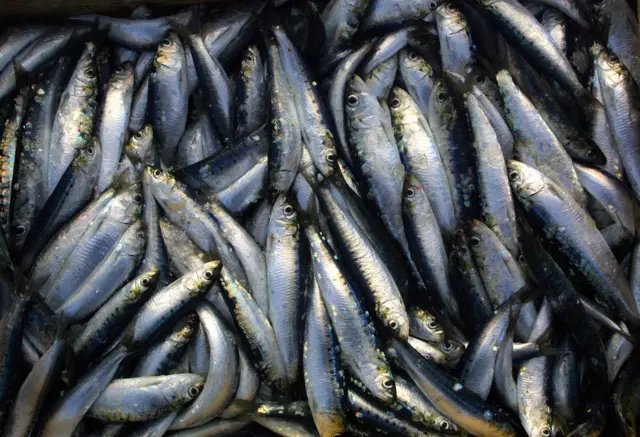 Sardines