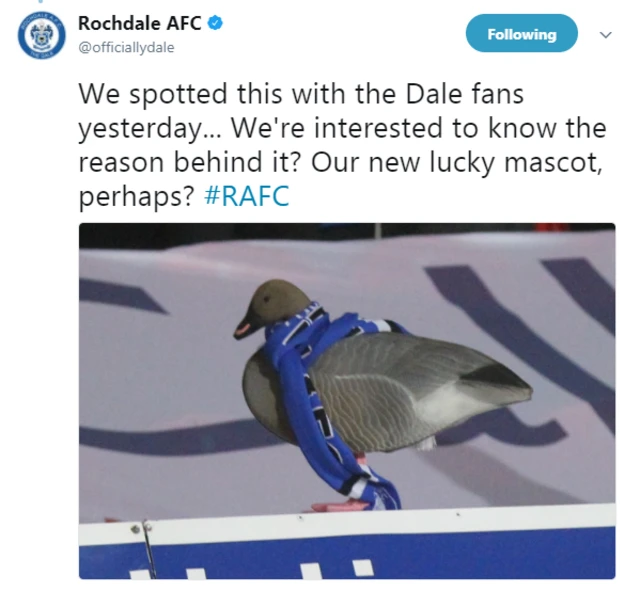 A bird in a Rochdale scarf