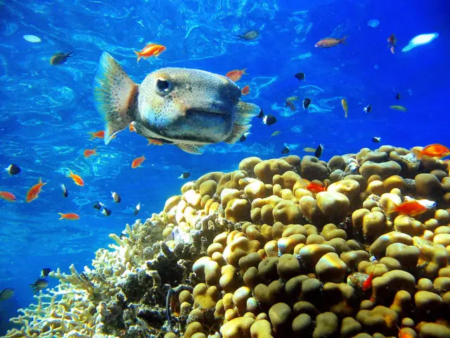 A Porcupinefish, ( Diodon hystrix ), swims over brain coral in the depths of Ras Mohammed pretection area near Sharm el-Sheikh in Egypt, 08 July 2005. The members of this family can swell up, and, in addition, they have a further weapon of defence: the sharp spines which cover their bodies. Normally these spines are erected and stand perpendicular to the body, and thus are an excellent deterrent for attackers.