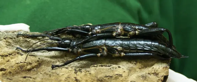 Lord Howe Island stick insects at Bristol Zoo