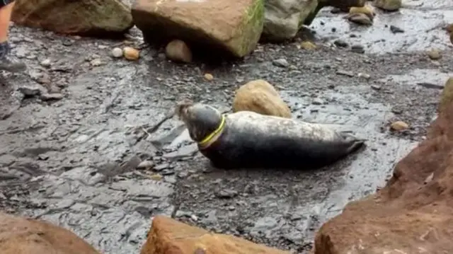 A seal spotted with a flying ring stuck around its neck