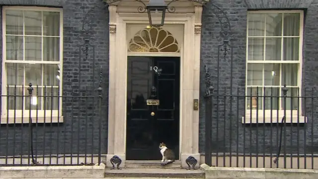 Downing Street cat