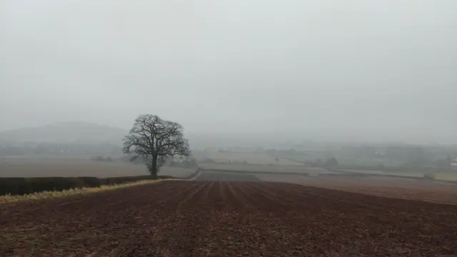 Misty field