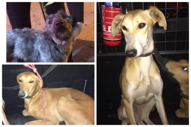 dogs seized