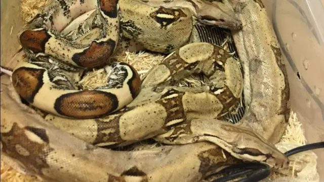 Dead boa constrictor snakes